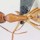 Image of Camponotus sanctus Forel 1904