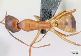 صورة Camponotus sanctus Forel 1904