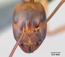 صورة Camponotus sanctus Forel 1904