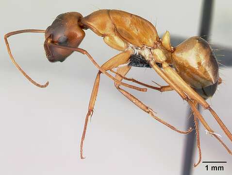 Image of Camponotus sanctus Forel 1904