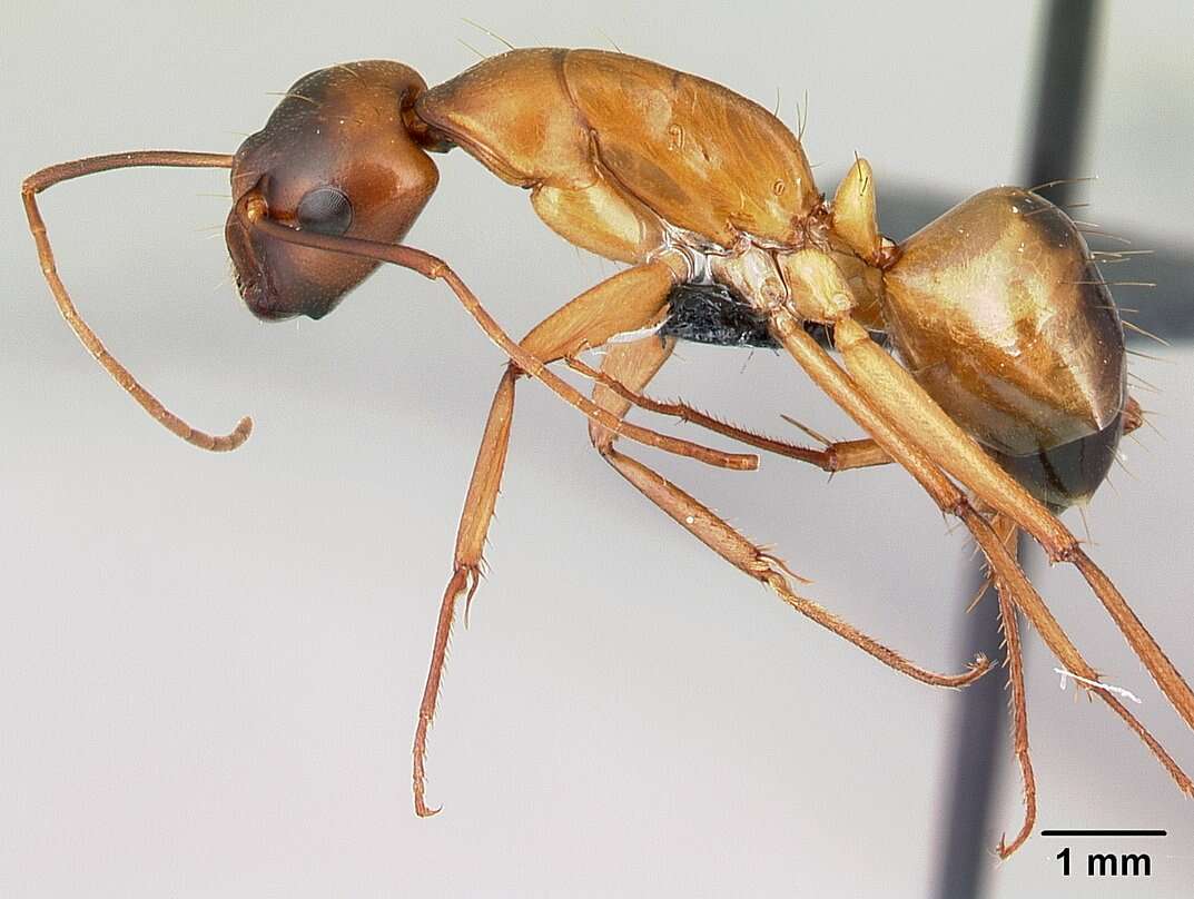 صورة Camponotus sanctus Forel 1904