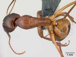 صورة Camponotus sanctus Forel 1904