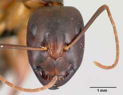 صورة Camponotus sanctus Forel 1904