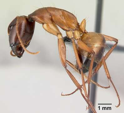 Image of Camponotus sanctus Forel 1904