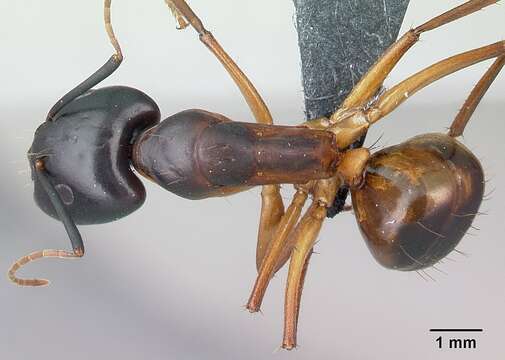 Image of Camponotus sanctus Forel 1904