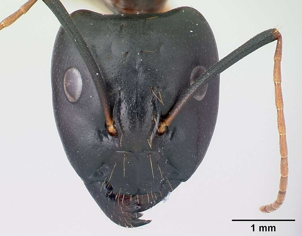 صورة Camponotus sanctus Forel 1904