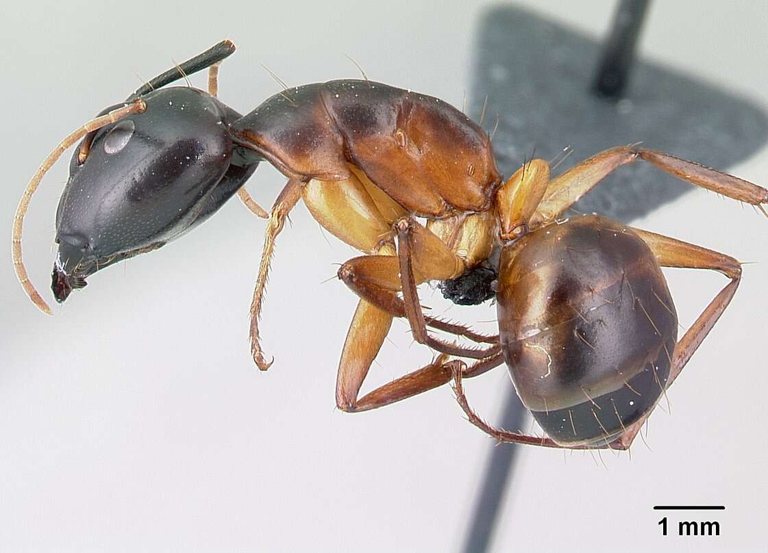 صورة Camponotus sanctus Forel 1904