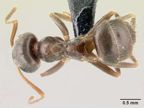 Imagem de Lasius platythorax Seifert 1991