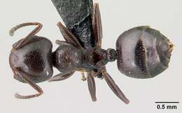 Image of Crematogaster ionia Forel 1911