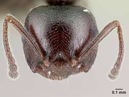 Image of Crematogaster ionia Forel 1911