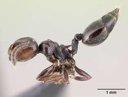 Image of Crematogaster ionia Forel 1911