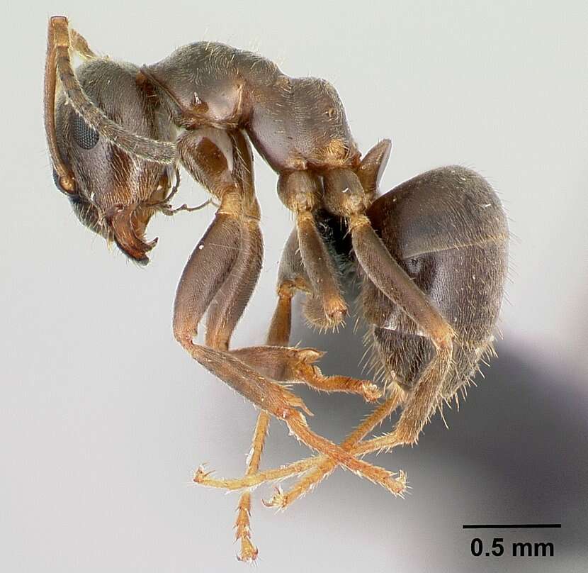 Image of Small black ant