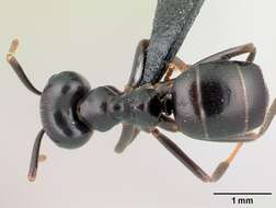 Image of Jet Ant