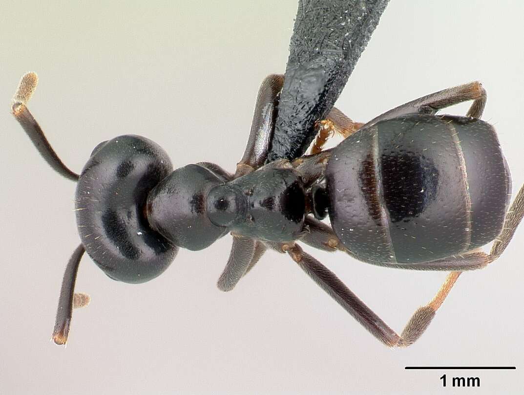 Image of Jet Ant