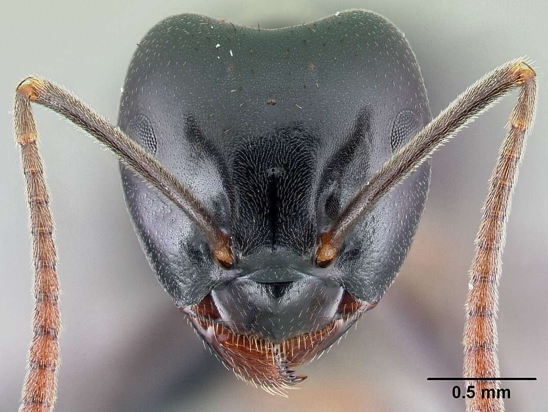 Image of Jet Ant