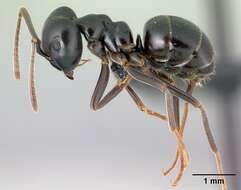 Image of Jet Ant
