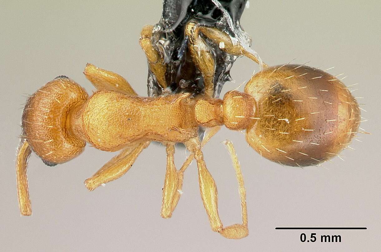 Image of <i>Temnothorax interruptus</i>