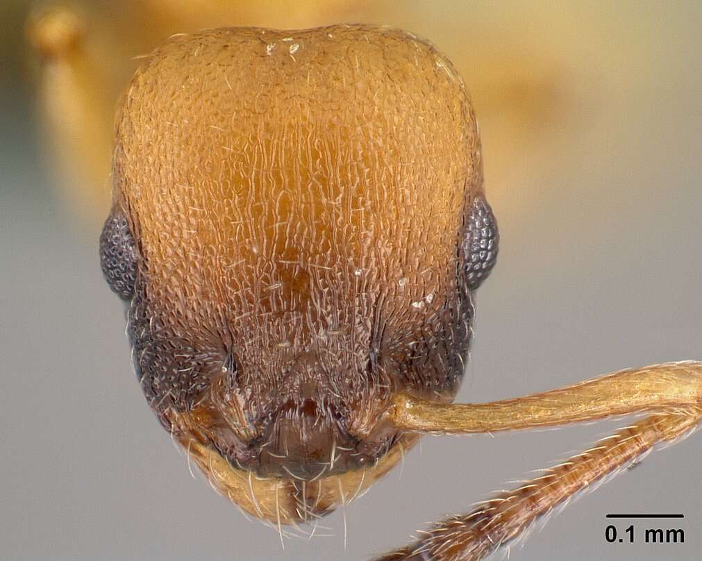 Image of <i>Temnothorax interruptus</i>