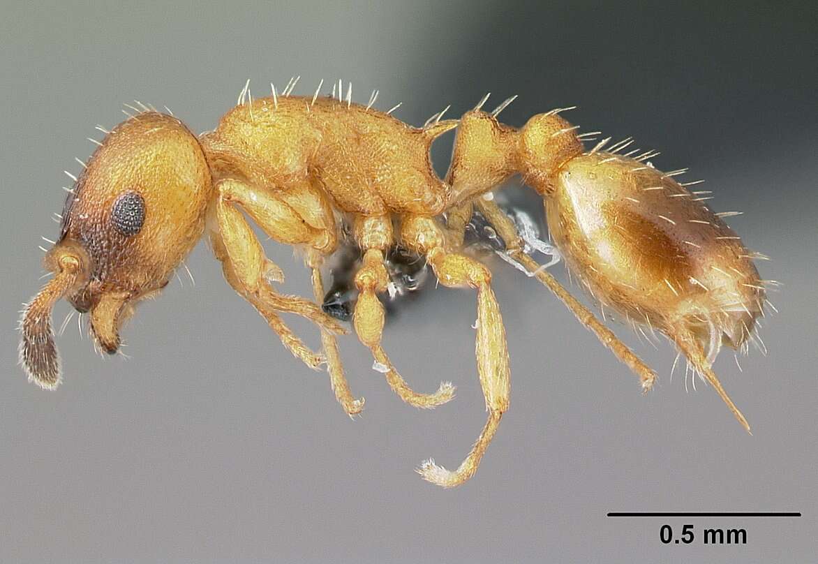 Image of <i>Temnothorax interruptus</i>