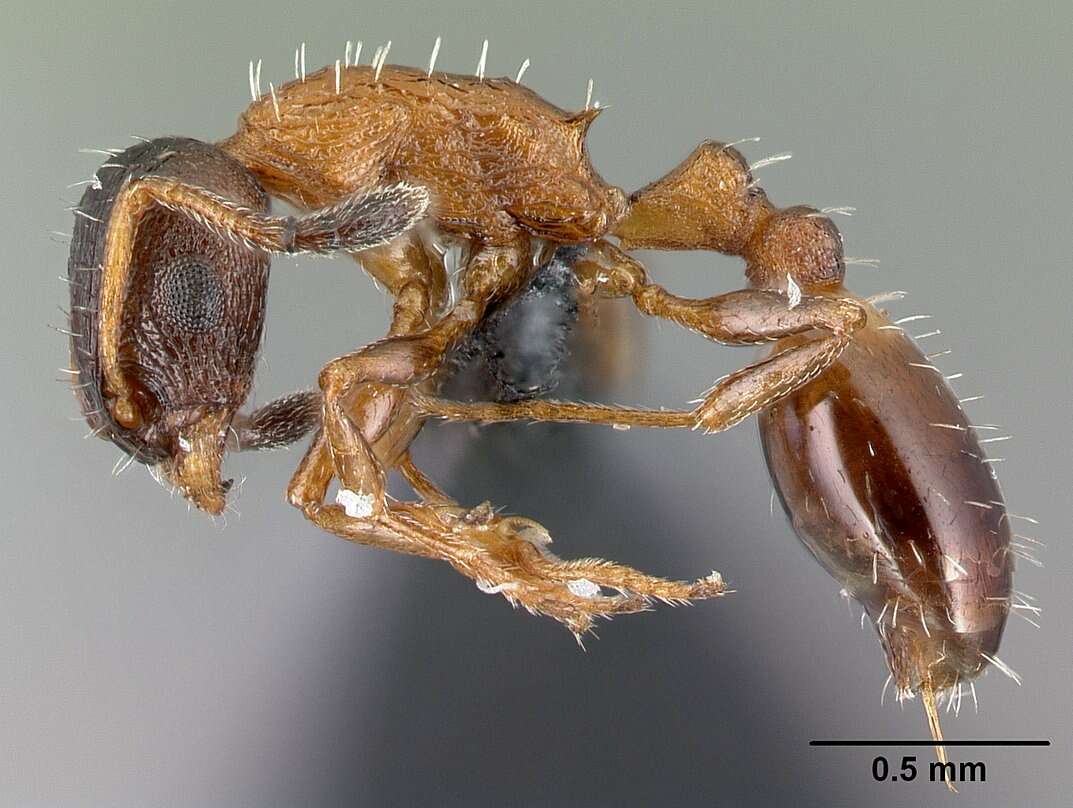 Image of Temnothorax nigriceps