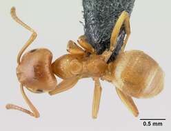 Image of cornfield and citronella ants