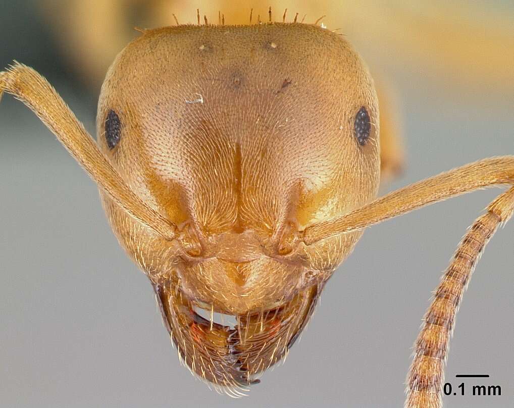 Image of cornfield and citronella ants