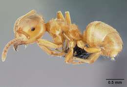 Image of cornfield and citronella ants