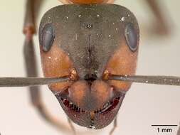 Image of wood ant