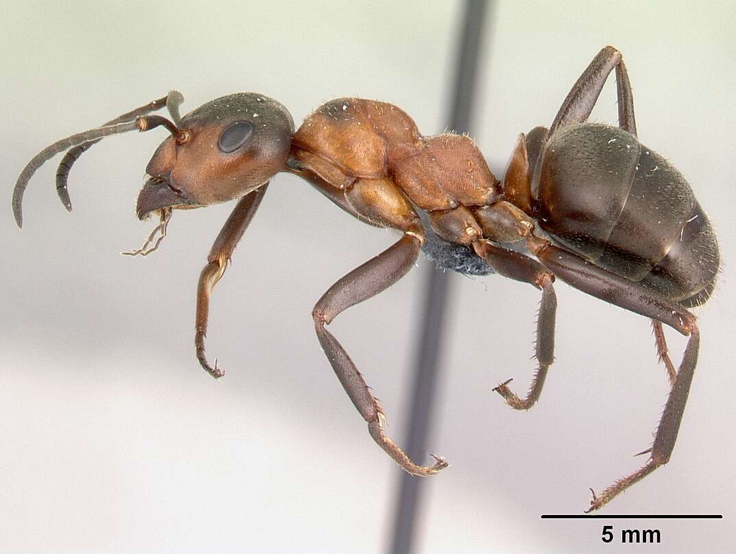 Image of wood ant