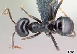 Image of Jet Ant