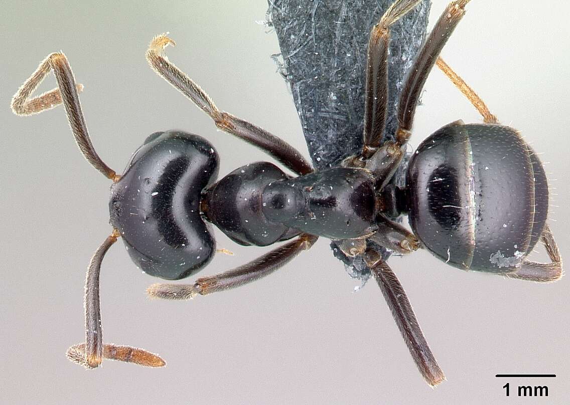 Image of Jet Ant