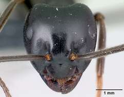 Image of Jet Ant