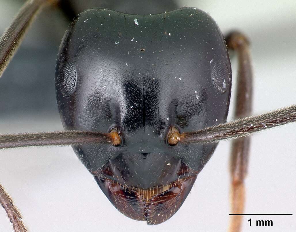 Image of Jet Ant