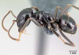 Image of Jet Ant
