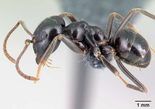 Image of Jet Ant