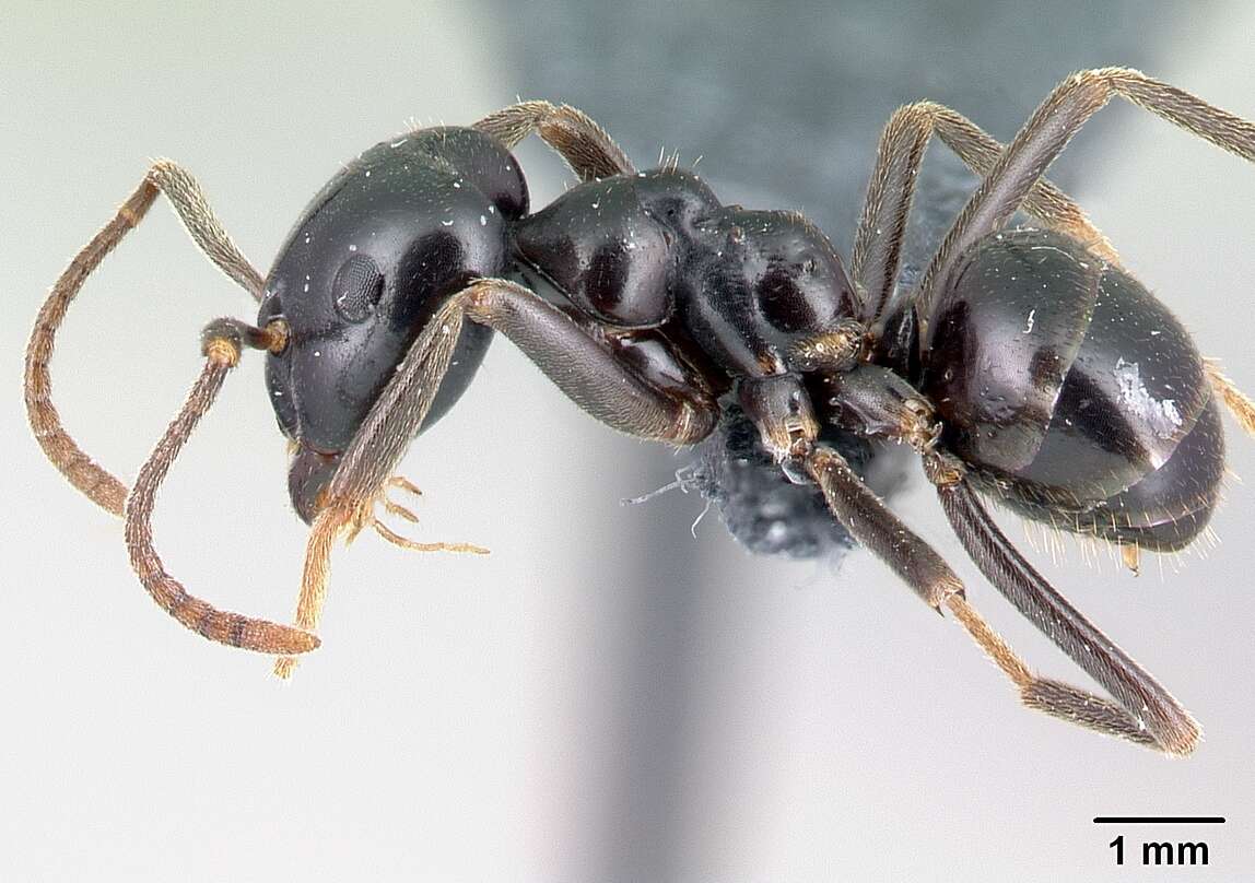 Image of Jet Ant