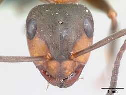 Image of European Red Wood Ant