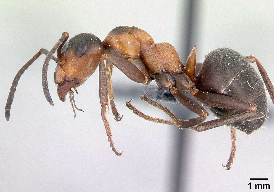 Image of European Red Wood Ant