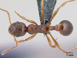 Image of Myrmica