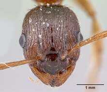 Image of Myrmica