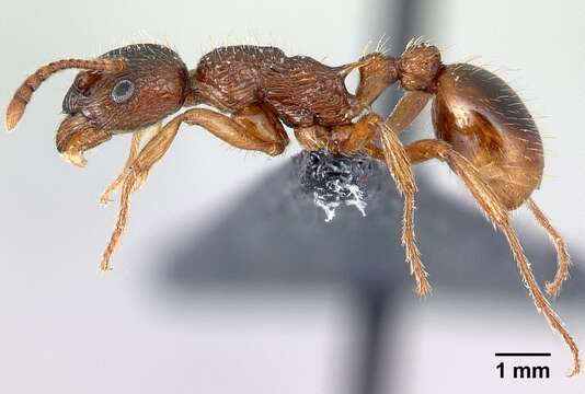 Imagem de Myrmica