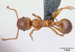 Image of Myrmica rugulosa Nylander 1849