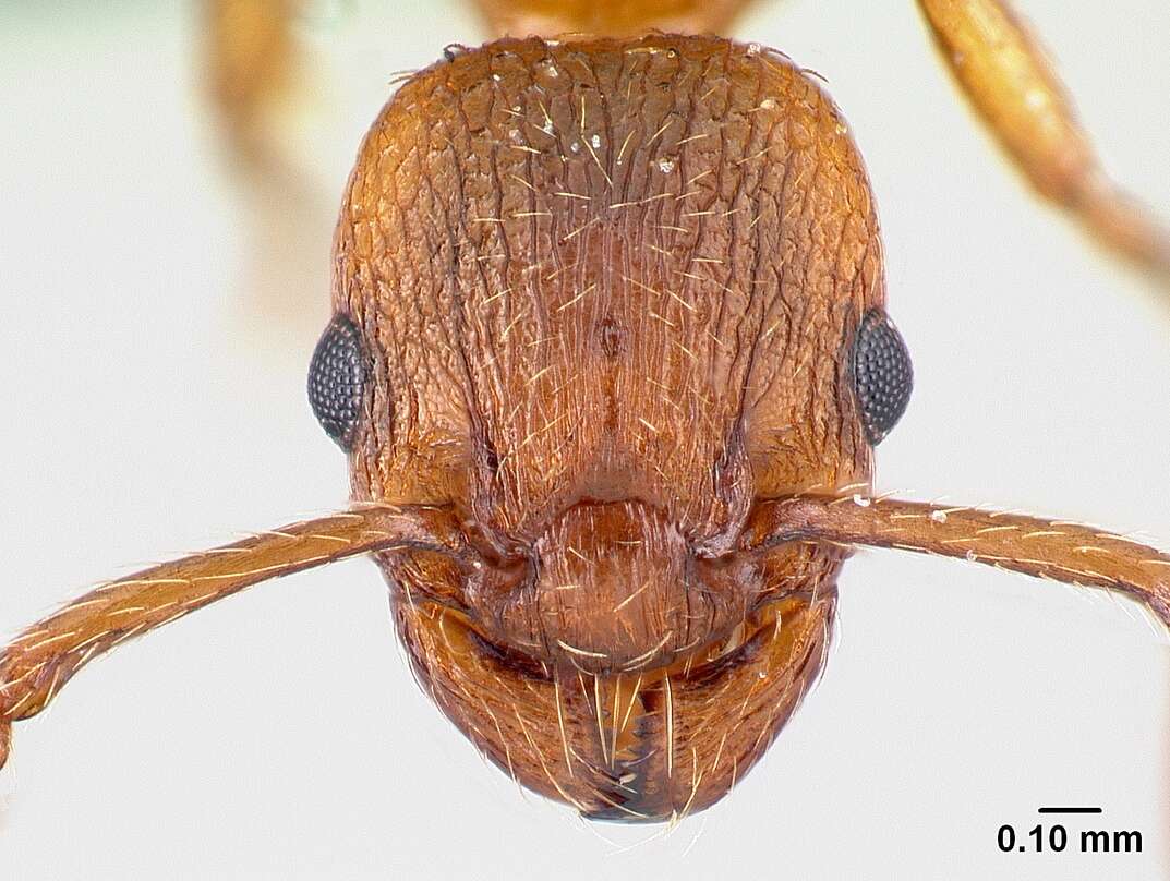 Image of Myrmica rugulosa Nylander 1849