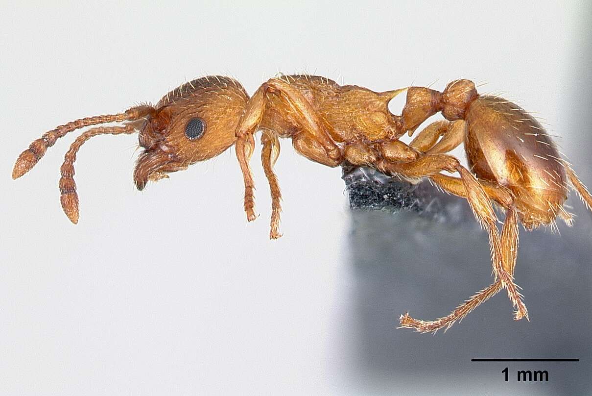 Image of Myrmica rugulosa Nylander 1849