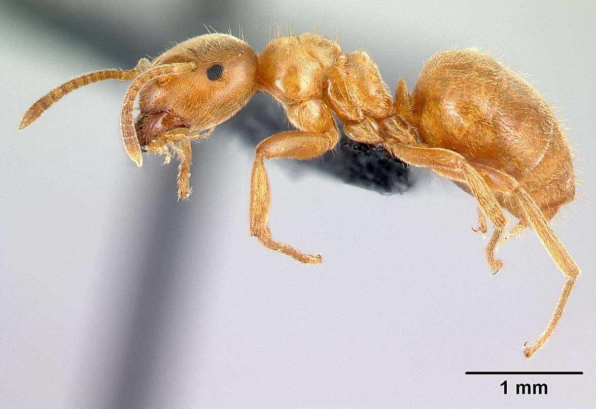 Imagem de Lasius flavus (Fabricius 1782)