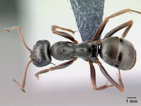 Image of wood ant