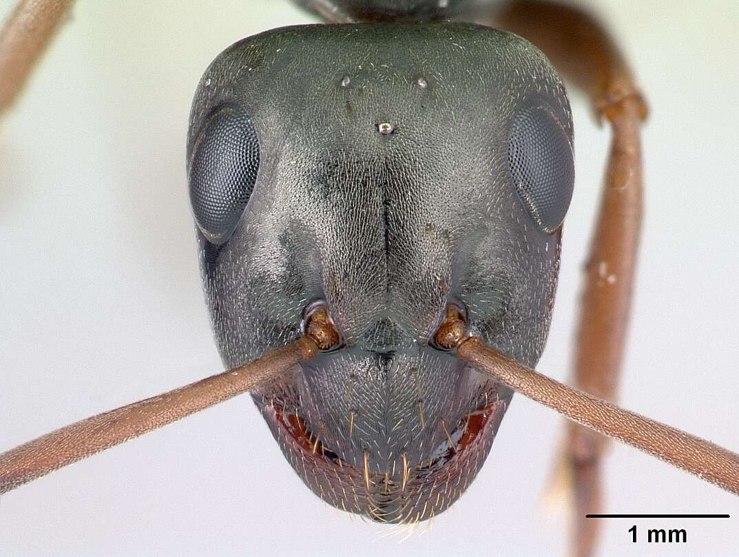 Image of wood ant
