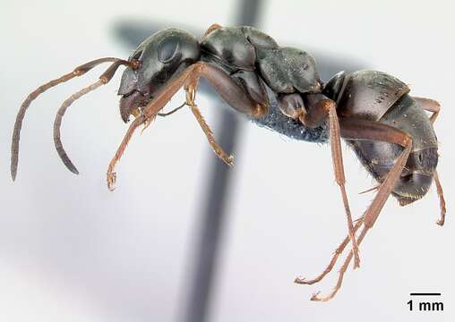 Image of wood ant