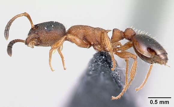 Imagem de Leptothorax