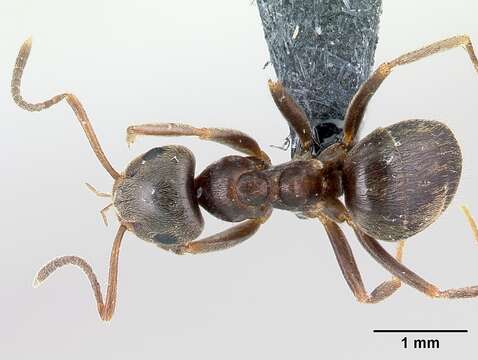 Image of Small black ant